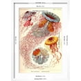 thumbnail image 5 of Art.com Jelly Fish Art Print by Ernst Haeckel, White Frame Wall Art, 17" x 23", 5 of 5
