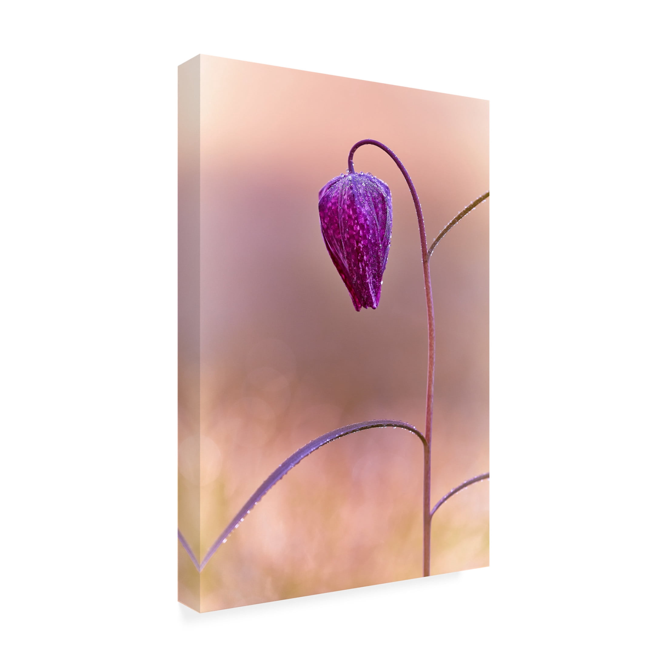 Canvas Wall Art - Stuart Williams 'Fritillary' Wall Art for Living Room, Bedroom, or Office Décor by Trademark Fine Art - 16 x 24 Inches