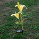 thumbnail image 4 of Luces solares de 2 LED con forma de lirio para jardín al aire libre Amarillo, 4 of 8