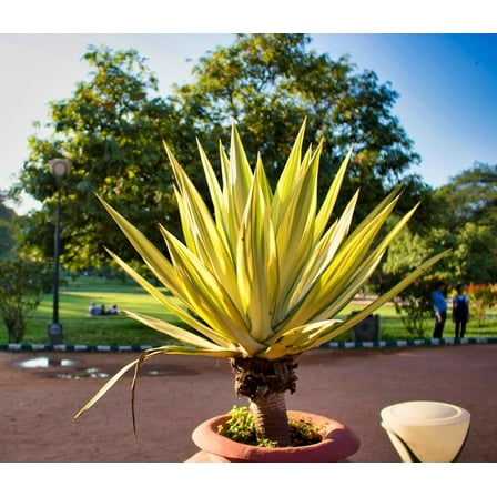 5 Lil Palm Bonsai Tree Seeds, Does Well Indoors