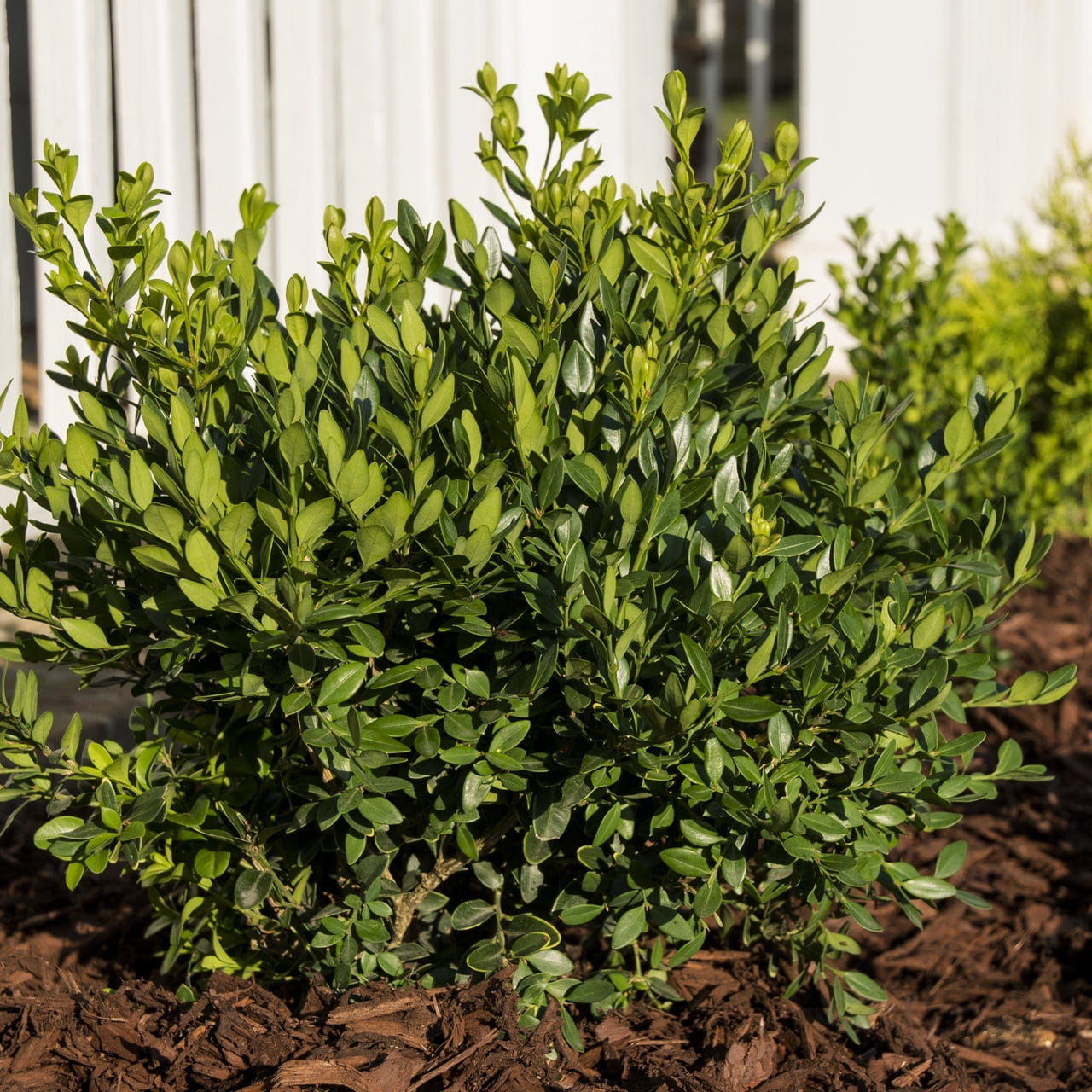Expert Gardener 36" Boxwood Live Shrub Plant in 2.25gal Growers Pot Full Sun