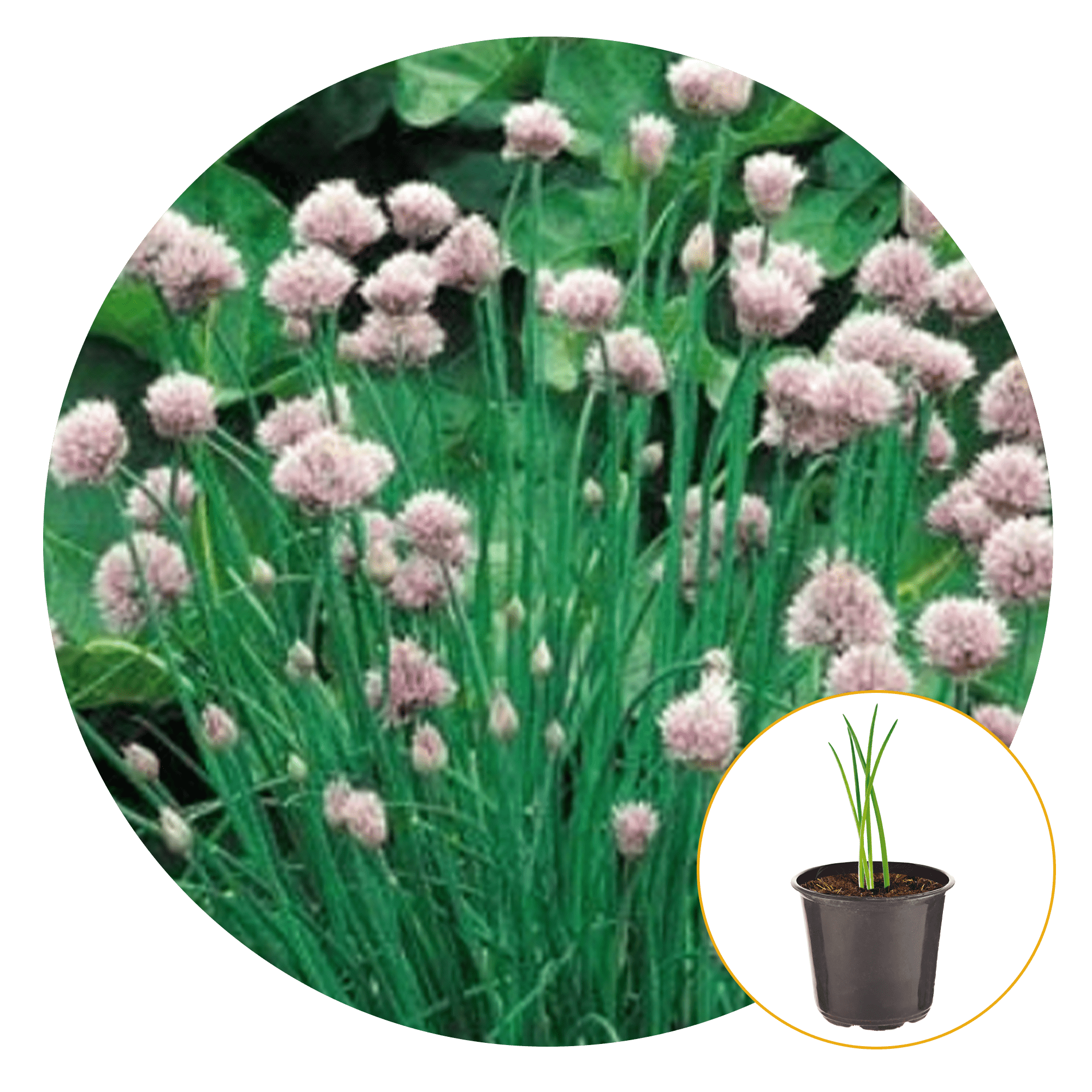 Ferry-Morse Plantlings Chives Onion Live Plants 4in. Pot, 2 Pack