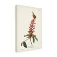 thumbnail image 3 of Trademark Fine Art John James Audubon Great Carolina Wren Canvas Wall Art - 16x24, 3 of 5