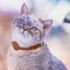 thumbnail image 4 of KAKOWELY Collar rastreador para gatos, collar de seguridad para gatos, collar portátil para gatos, diseño rastreador para cachorros, adorno para collar, 4 of 5