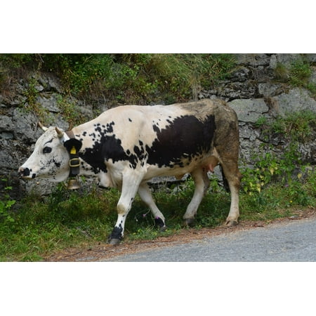 laminated poster domestic animals