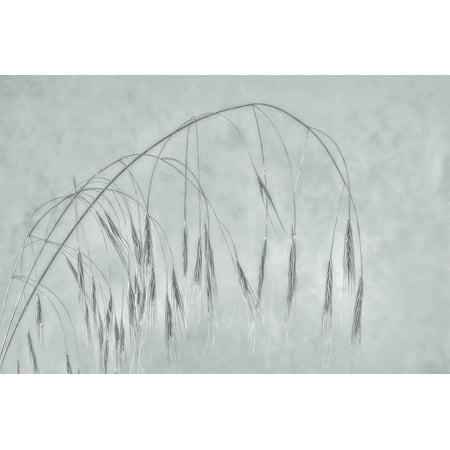 USA, Washington State, Seabeck. Grass seed heads. Print Wall Art By Jaynes