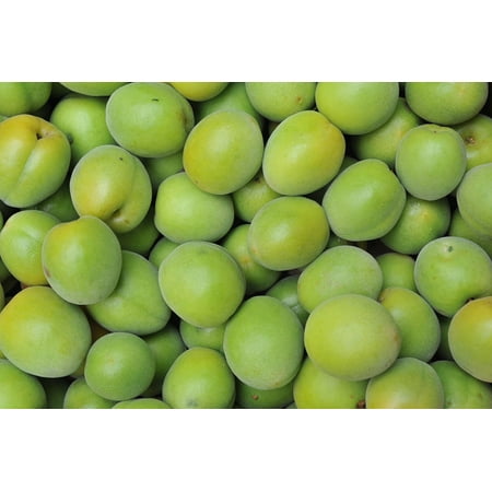 Japan Mini Poster - Laminated Poster Green Crop Backdrop Japanese Apricot Fruit Plum Poster Print 11 x 17