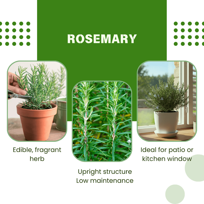 Rosemary Plant Live, 4 - 6 Inc Tall, Fragrant Herb, Potted Rosemary Ready to Plant Indoor Outdoor