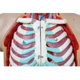 thumbnail image 5 of Axis Scientific 18-Part Human Torso Anatomy Model with Removable Organs and Product Manual, 5 of 12