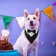 thumbnail image 5 of Perro boda esmoquin Bandana cómodo Formal mascota Coll pa fiestas Negro Zulema Collar de pajarita para mascotas, 5 of 7