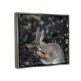 thumbnail image 4 of Stupell Industries Embarrassed Rabbit Photograph Animals & Insects Photography Gray Floater Framed Canvas Art Print Wall Art, 31 x 25, 4 of 10