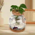 thumbnail image 5 of HLONK Petit Bol à Poisson en Verre Betta Tank Terrarium Aquarium pour Table Basse Ou Bureau, 5 of 5