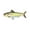 Hand Painted A, variant on American Shad Pin, F027, Pewter, 2”, Alosa sapidissima, Lapel Pin, Hat, Pins, Brooch, Brooches, Jewelry, Gift, 100% Handmade in the USA, 200 Fish Designs Available
