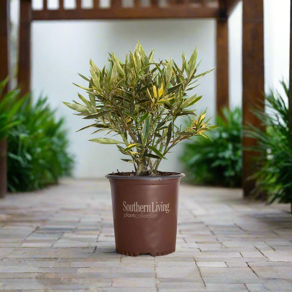 Southern Living Twist of Pink Variegated Oleander Live Shrub in 2-Gallon Grower Pot