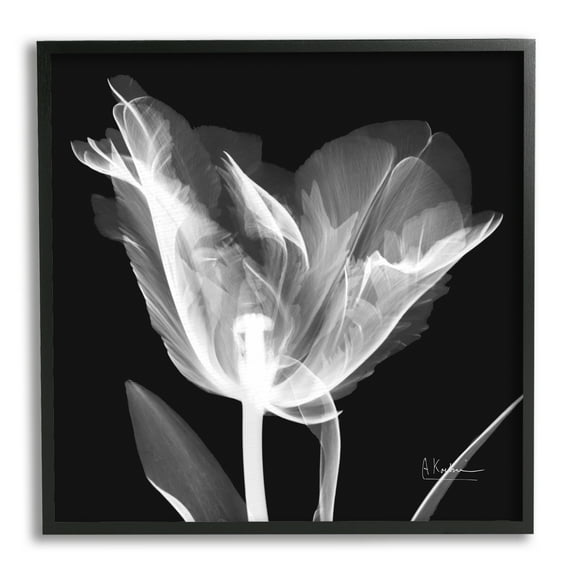 Stupell Industries Tulip Flower X-Ray Botanical & Floral Photography Black Framed Art Print Wall Art, 12 x 12