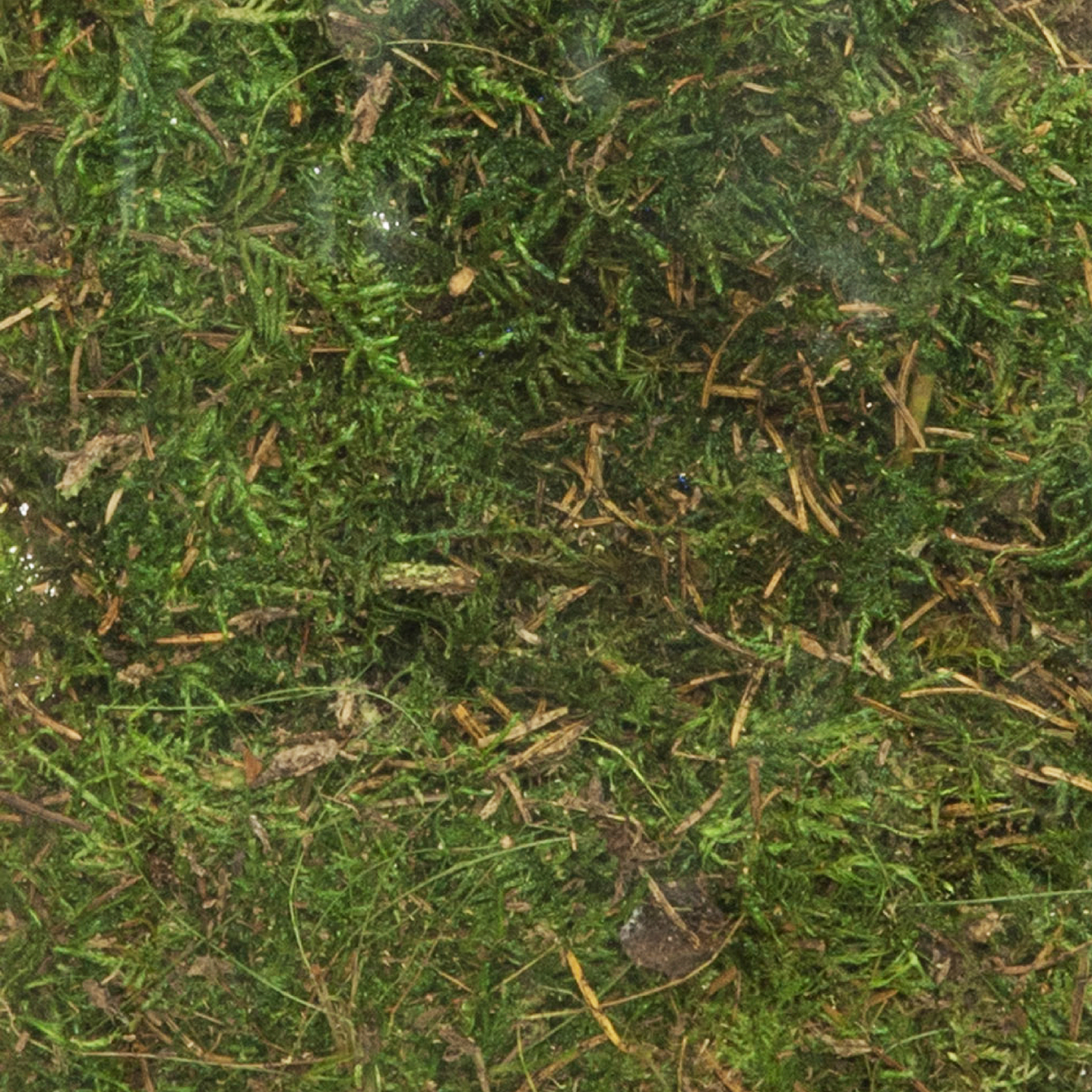 (2 pack) Planter and Terrarium Sheet Moss, Green, 2 oz. Bag, 1" L x 7" Wide x 11" H, Indoor / Outdoor Use