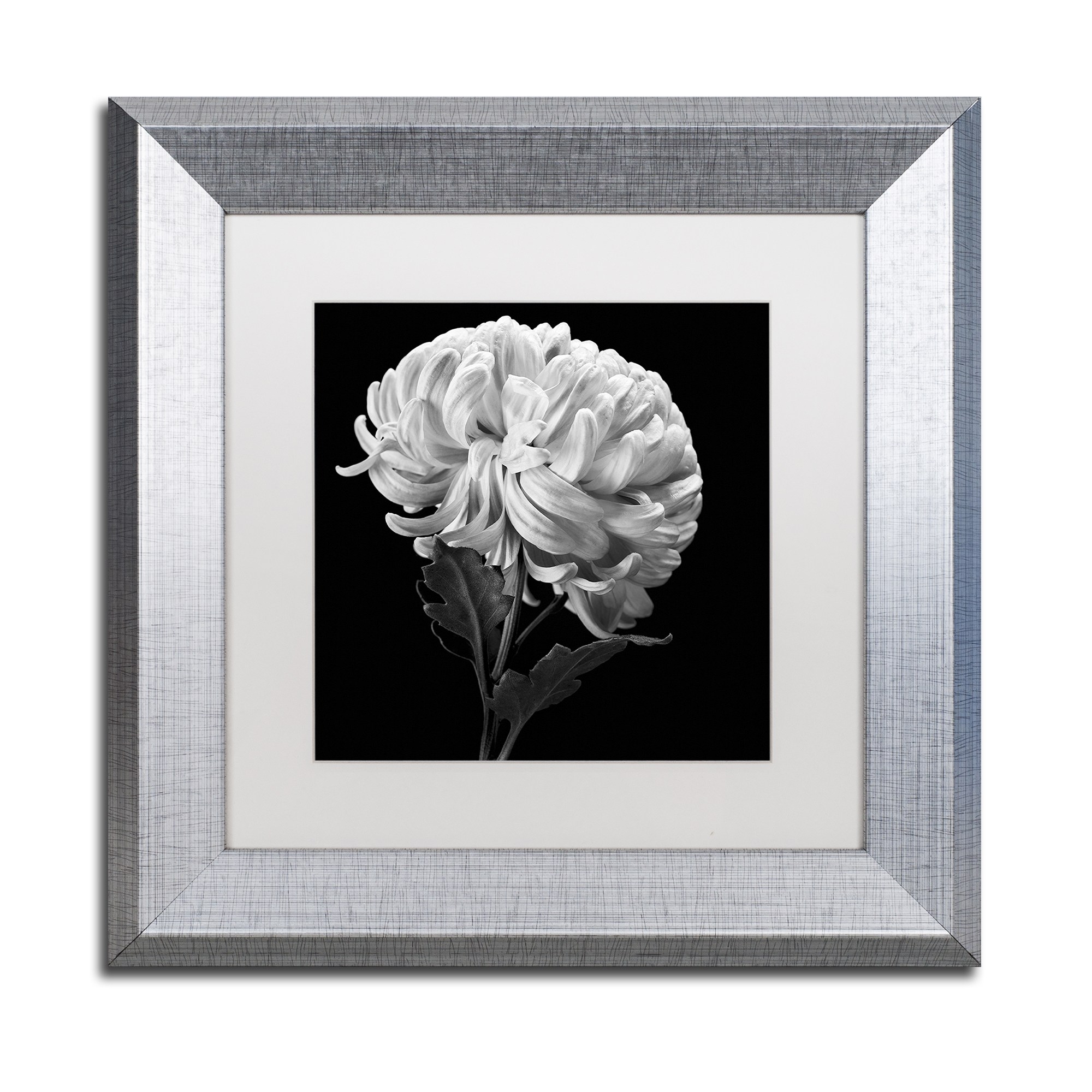 Trademark Fine Art "Mum II" Canvas Art by Michael Harrison White Matte, Silver Frame