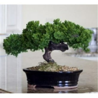 Bonsai Boy c2028 Pre Alberta Spruce Bonsai Tree - Picea Glauca Conica -  Walmart.com