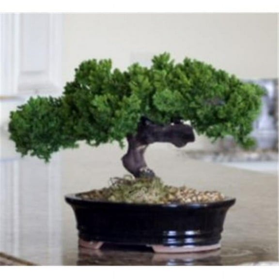 Bonsai Boy Preserved 8"-10" Monterey Juniper Artificial Tree in Black Ceramic Pot