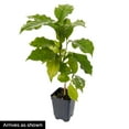 thumbnail image 3 of Gurney's Pacas Dwarf Coffee Tropical Plant, Grown in a 3-Inch Pot, 1-Pack, 3 of 3