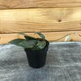 thumbnail image 2 of Hoya Patella Pink, 2" Plant, The Plant Farm, 2 of 2