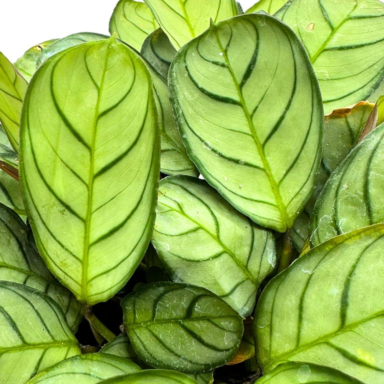 dracena burley Dracaena fragrans Burley - HydroCare Indoor Plants | Hortology main image 1
