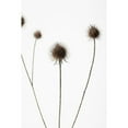 thumbnail image 3 of 1x Studio III 13x18 Black Modern Framed Museum Art Print Titled - Thistle Grey 07, 3 of 5