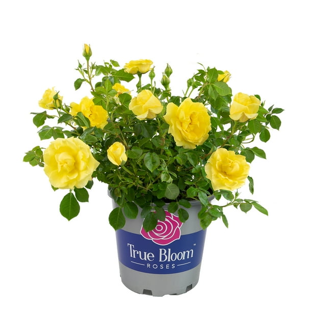 True Bloom by Altman Plants 8QT True Friendship Yellow Rose Live Plant