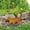 Cat, variant on Handmade Metal Garden Art Rusty Animals Statues Garden Stake, Heavy‑Duty Steel Retro Cat Sculpture Ornaments Yard Art Outside for Lawn Yard, Walkway Fence (Duck)