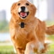 thumbnail image 3 of Cámara Para Mascotas 4K, Cámara Ligera Para Collar De De De 28 G Con Pantalla Táctil IPS De 1,5 Pulgadas, Ultra Gran Angular De 170 Para Vista En Primera De Perros Y Gatos, 3 of 7