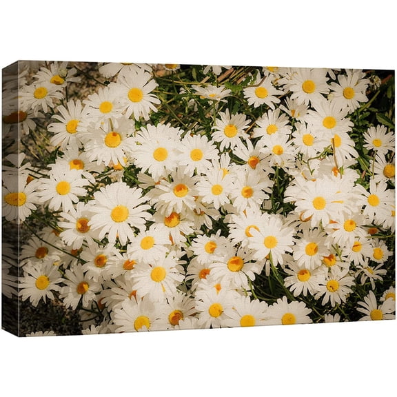 wall26 Canvas Print Wall Art Vibrant Spring White Daisy Flower Field Nature Floral Photography Realism Botanical Wilderness Zen Rustic Colorful Decorative for Living Room, Bedroom, Office - 16"x