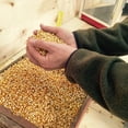 thumbnail image 4 of Country Harvest Bulk Yellow Corn - 50# Bag, 4 of 5