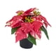thumbnail image 4 of Planta de Pascua artificial navideña Plantas artificiales en maceta Plantas artificiales Estilo A, 4 of 9