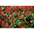 thumbnail image 2 of Red Tip | 3 Extra Large 3 Gallon Plants | Photinia Fraseri | Evergreen Shrub, Fast Growing Privacy Hedge, Year-Round Color, Low Maintenance, Ornamental Foliage, Ideal for Landscaping, Dense Growth, 2 of 6