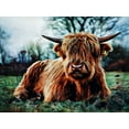 thumbnail image 2 of Aldridge, Ashley 32x25 Black Ornate Wood Framed with Double Matting Museum Art Print Titled - Highland Cow Kinda Rest, 2 of 4