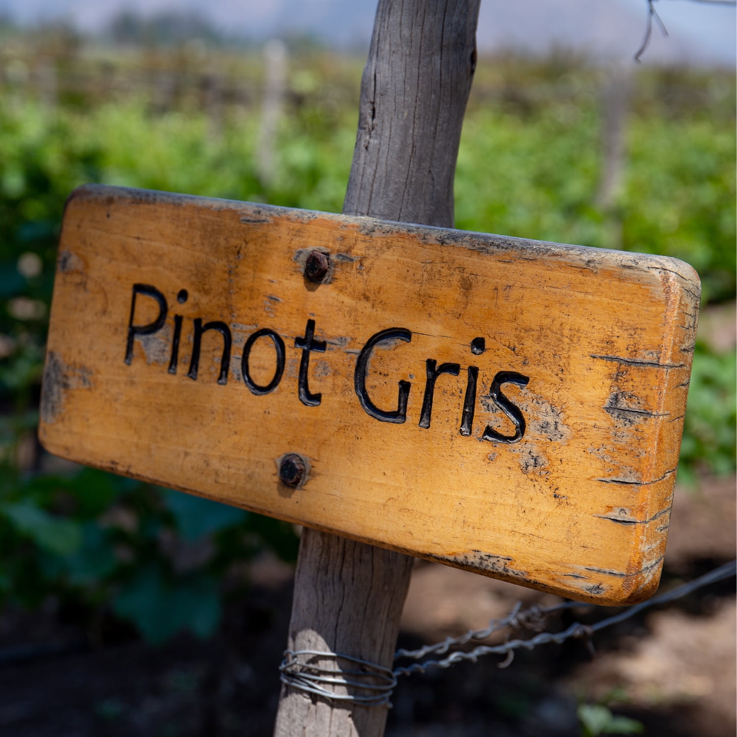 Van Zyverden Premium Grafted Bare Grape Vine Pinot Gris, 1 Plant, White, Full Sun, Perennial, Fruiting, 1lb
