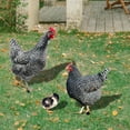 thumbnail image 3 of 3 Pcs Décoration Maison Poulet Sculpture de Jardin Réaliste Art de Cour Décor Rustique Extérieur, 3 of 9