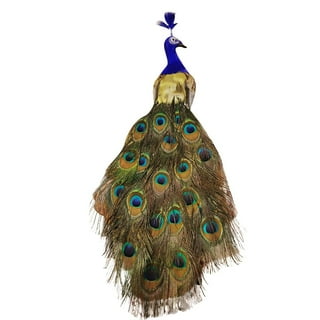 Peacock Taxidermy