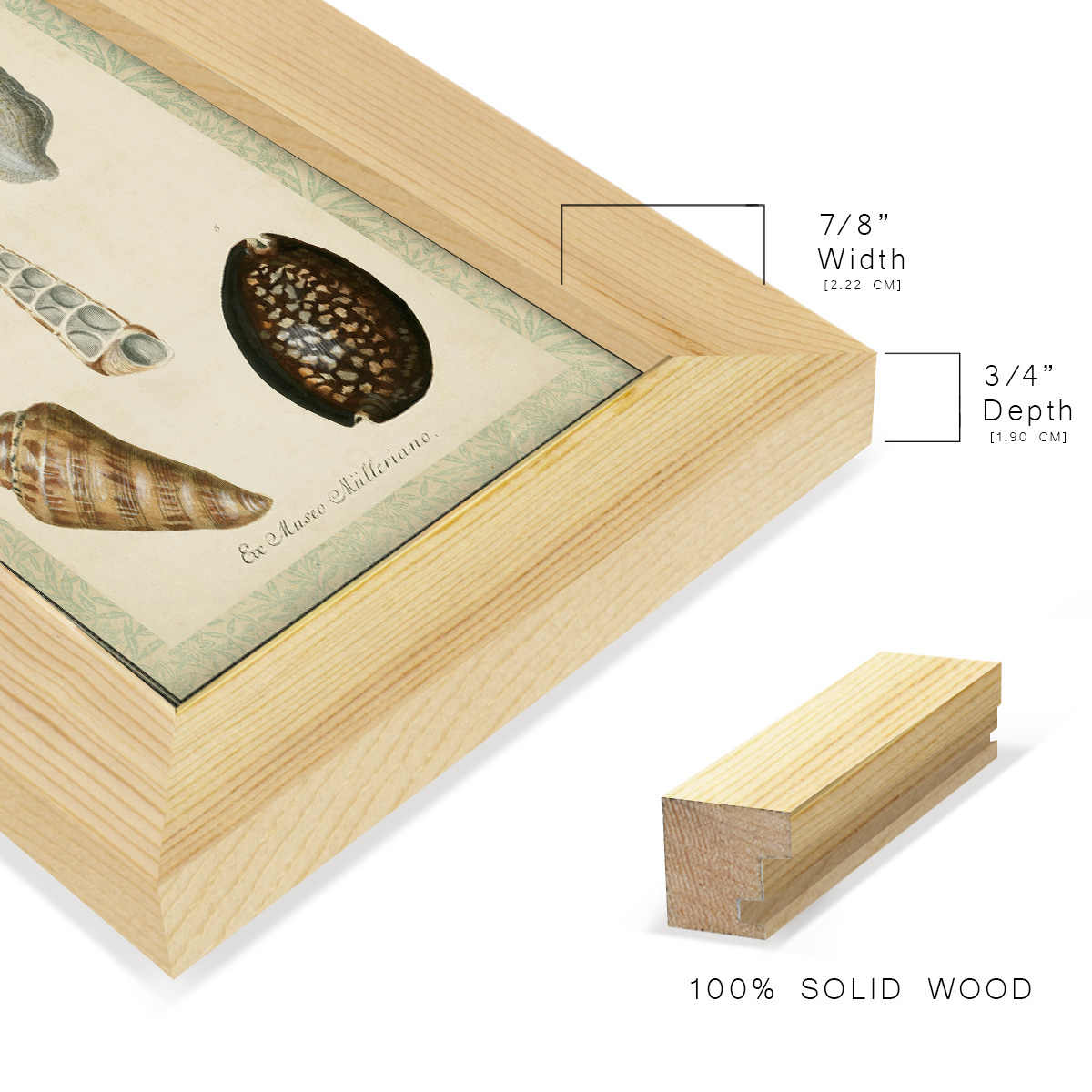 Bookplate Shells IX - Framed Print w/glass - Natural Wood