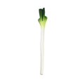 thumbnail image 4 of Tnarru Artificial Vegetable Centerpiece Simulation Vegetable for Drawing Party Shop Green Onions, 4 of 8