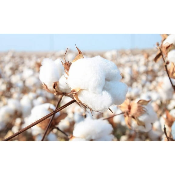 American Cotton Seeds for Planting - Gossypium hirsutum - (500 Seeds)