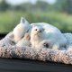 thumbnail image 3 of Juguete de simulación de perro durmiendo, perro de peluche, adorno para coche, adorable muñeco de peluche, decoración para el hogar, decoración del salpicadero, regalo, 3 of 5