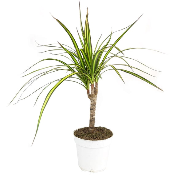 Dracaena Kiwi - 4 inch   Plastic Pot