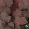 thumbnail image 3 of 1 gal. Magma Coral Bells (Heuchera), 3 of 9