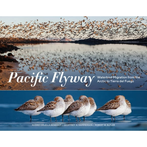 Pacific Flyway : Waterbird Migration from the Arctic to Tierra del Fuego (Paperback)