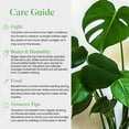 thumbnail image 7 of American Plant Exchange Monstera Deliciosa Split-Leaf, Live Tropical Plant, 6-Inch Pot, Vining Houseplant, 7 of 7
