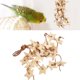 thumbnail image 4 of Juguete De Madera Para Morder De Loro, Actividad Física Que Reduce El Estrés, Atractivo Juguete De Estrella De Madera Para Pájaros, Resistente A Mordeduras Saludables Para Cergrey Color de la madera, 4 of 8