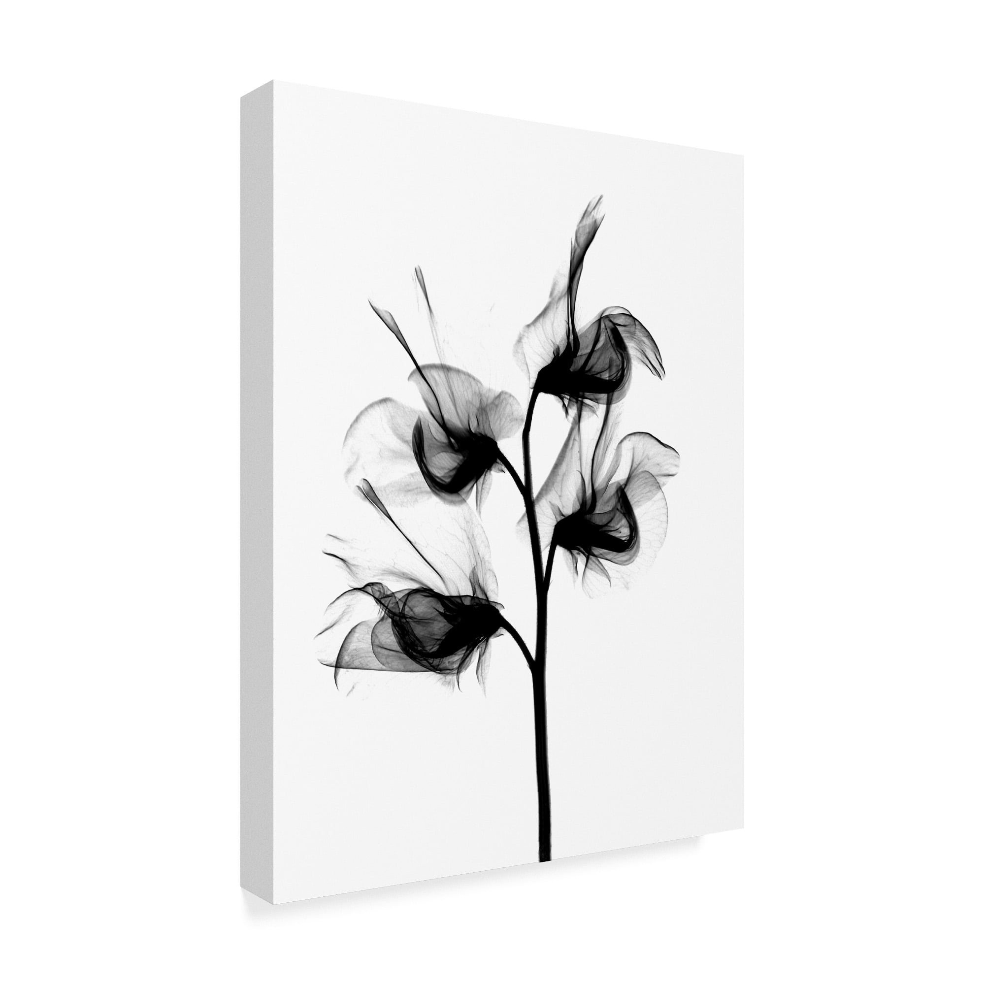 Trademark Fine Art 'Sweet Pea X Ray' Canvas Art by Bert Myers