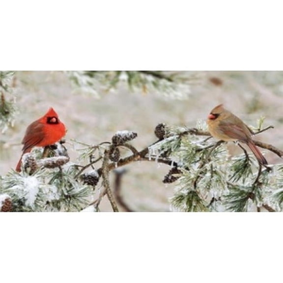Cardinals In The Snow Photo License Plate