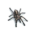 thumbnail image 2 of Kenally 3D araña lagarto escorpión 3D pegatina parachoques cuerpo PVC adhesivo ventana espejo adhesivo Decoración Automoción decorativa y accesorios No.03 Kenally VI000311-03, 2 of 6